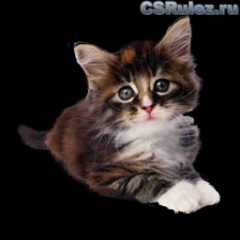   Counter Strike Source - Kitten2